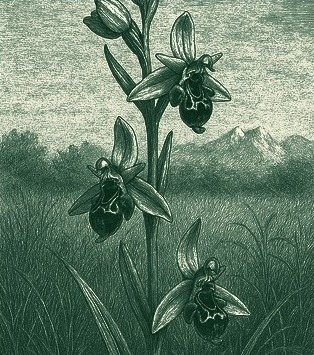 An illustration from Entangled